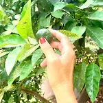 Matteotti Living And Garden باليرمو